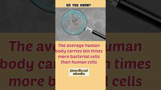 fact 32, bacteria cell