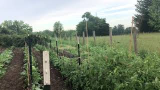 Easiest and BEST tomato staking ever