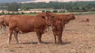 Cow and its Baby | General World