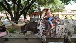 Fort Worth Stock Yards Cattle Drive