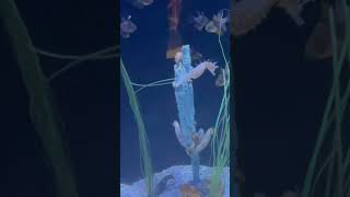 EXOTIC SEA CREATURES| SEA HORSES #shorts