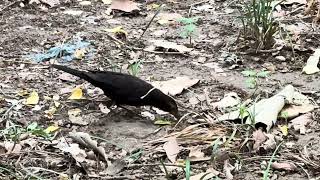 Chinese blackbird 🐦‍⬛ looking for food🌞