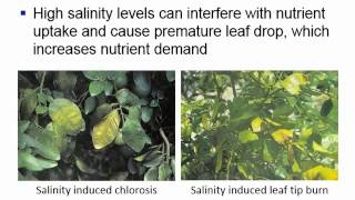 Irrigation and fertilizer management to minimize salinity rist to citrus