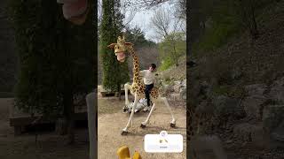 Head up HIGH #shorts #jiraffe #zoo #funny #ride