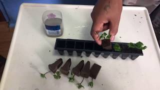 Mint Propagation - Complete Guide to Propagating Mint Plants Pt. 1