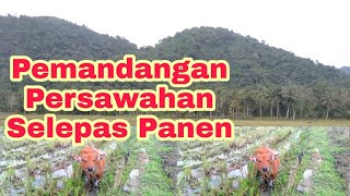 Hamparan Persawahan lepas Panen || Pemandangan Sapi Mencari Makan