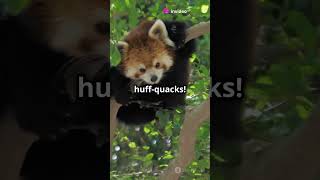 Fun Facts About Red Pandas!