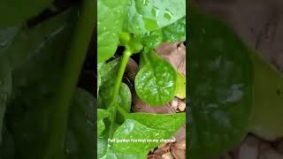 Early summer garden harvest - Picking abundant vegetables