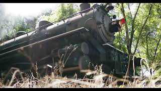 CARGO TRAIN CROSSES THE JUNGLE