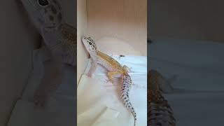 Gecko