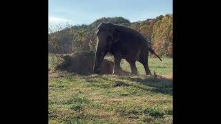 The Elephant Sanctuary | Minnie's Dirt Pile