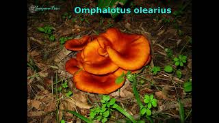 Omphalotus olearius. Champimaginatis. English Text.