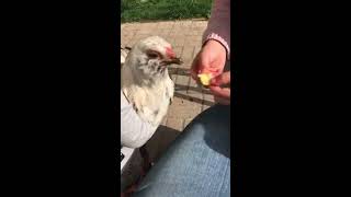 Sofia & Jealousy Enjoying an apple treat