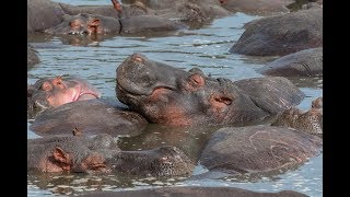 Hippo Day Spa