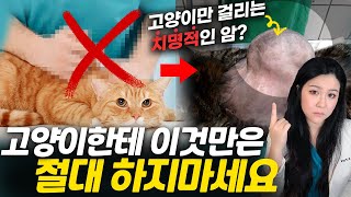 고양이만 걸리는 치명적인 암이 있다고?! 수의사가 말하는 고양이들 백신맞을 때 절대 하면 안되는 것들