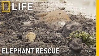 Rescuing wild elephants from danger and bringing them new hope | Animal rescue compilation