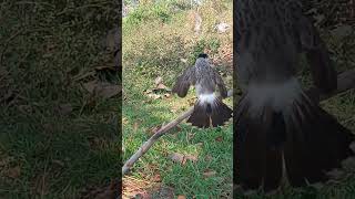 burung kutilang gacor menggaruda #shorts #pikatkutilang #kutilanggacor