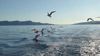 Möwen füttern auf dem Boot bei Senj.