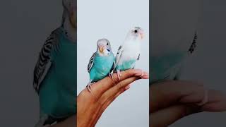 Smart and lovely little budgies #part-1