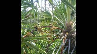 Eating Saw Palmetto Berries