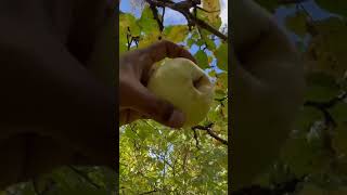 Fresh apple picking at forest 😍