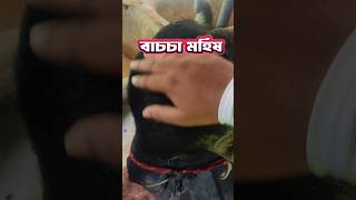 মহিষের নাম মুরালি #viral #shorts #buffalo #goruailo #qurbani2024