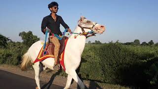 Kathiyawadi horse reval chal in Rajkot