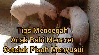 5 Tips Mencegah Anak Babi Mencret Setelah Pisah Menyusui Dari Induk