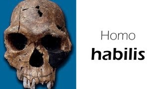 Homo habilis - rudolfensis