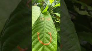 Beautifully drawn 😀 ON COCOA LEAF 🍃😀 (#andc)