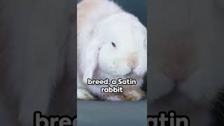 Satin Rabbit 🐰: A Fluffy Tale 🐰🐇