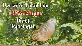 Perkutut lokal liar 100% manjur buat pancingan