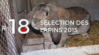 SELECTION DES LAPINS 2015 │LFDT #18