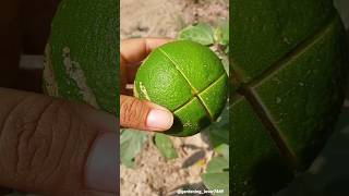 Fruits farming 🍋‍🟩🍑🍐🍎🍓 #seasonal #organicharvest #fruitcutting #orange @gardening_lover7469