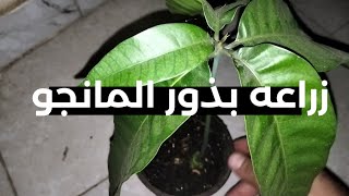 طريقه زراعه بذور المانجو فى المنزل