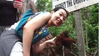 Guests from japan enjoying and seeing orangutan in tanjung puting national park