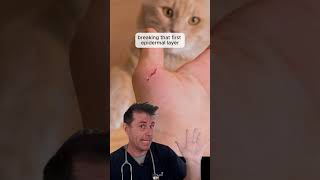 Cat Scratch Fever - pt2 #vetreacts #catscratchfever #cats #petowners