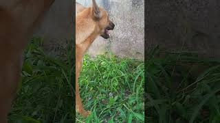 kalyug #shorts #ytshorts #dog #doglover #eatinggrass #viralshorts @katelyubaraj972