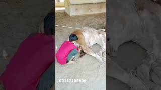 Bull castration Karachi