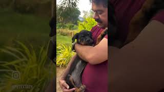 Naughty Rott Puppy #ytshorts #dog #puppy #shorts #youtubeshorts #doglover #pets #shortsfeed #dogs