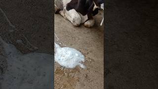 What reason #dairy #dairyanimal #animals #dairycalves #blackishdiarrhea #diarrhoea #cow #weakness