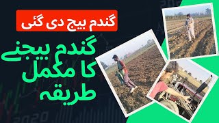 How To Grow Wheat| Ghamdam kasy bejien| village life| Pakistan village| Kabeer Anjum Vlog