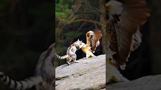 Eagle attack a cat  🐈  #eagle #cat #attack #shorts