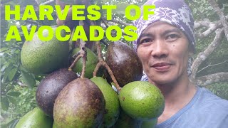 HARVESTING OF AVOCADOS