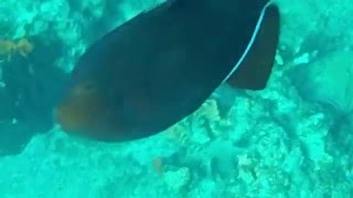 Snorkeling in Caribbean