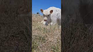 I Love Lucy - Our Lucille Ball #cowlover #cow #animal #adoptme #minicow #babycow #aat