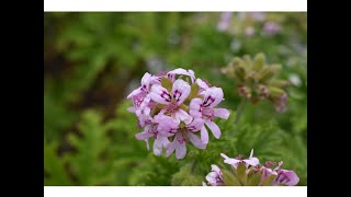 Geranio de olor (Pelargonium graveolens)