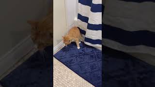 POV: your cat just did a frontflip while you're on the toilet #shorts