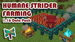 Improving Strider Farming! (Minecraft Data Pack 1.16+)