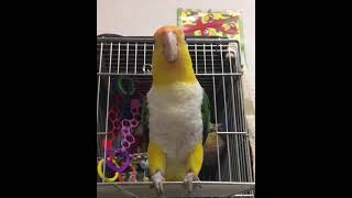 Funny And Smart Parrots #shorts #talkingparrot